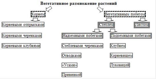 Контрольная работа по теме Первичные покровные ткани. Вегетативное размножение растений